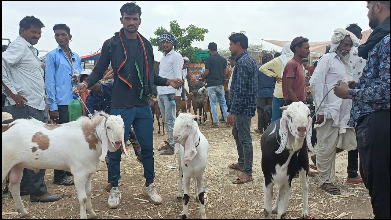 Rajasthan bakra mandi Tonk goat market live updet cover with price 24 may 2023