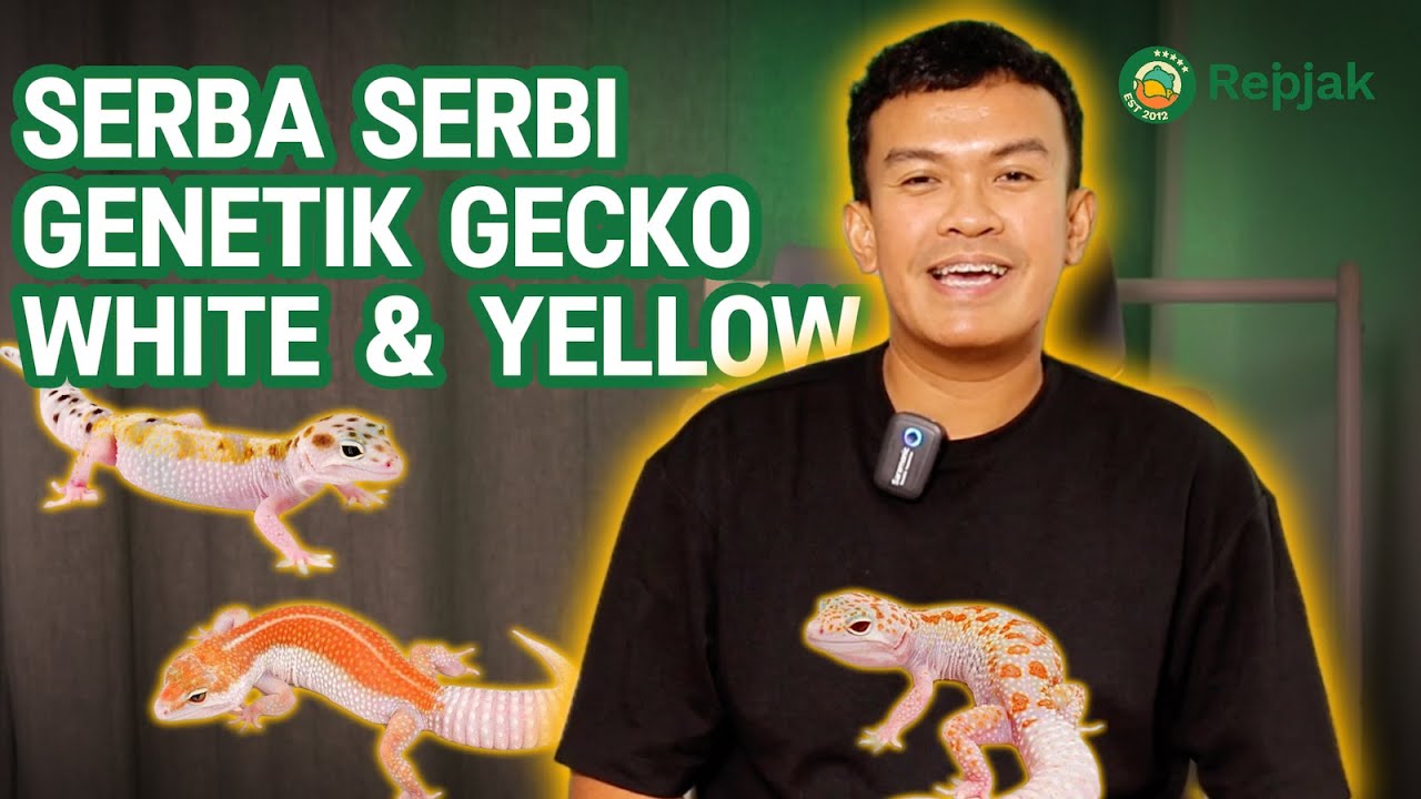 BAHAS GENETIK WHITE AND YELLOW LEOPARD GECKO
