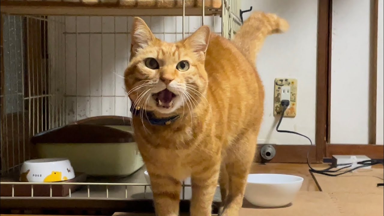 ご飯の時間まで我慢できない実家の元野良猫