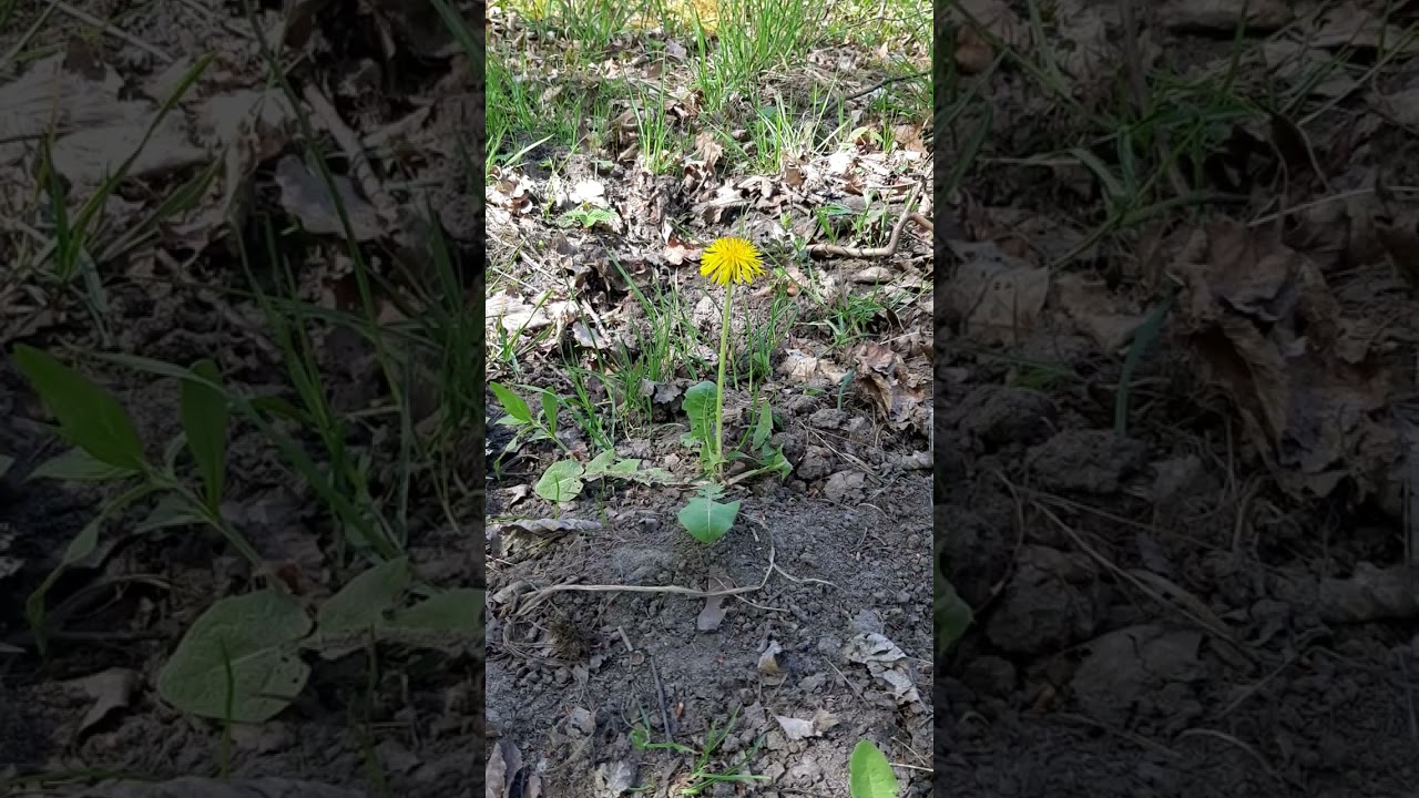 Ein Entspannungsvideo für dich