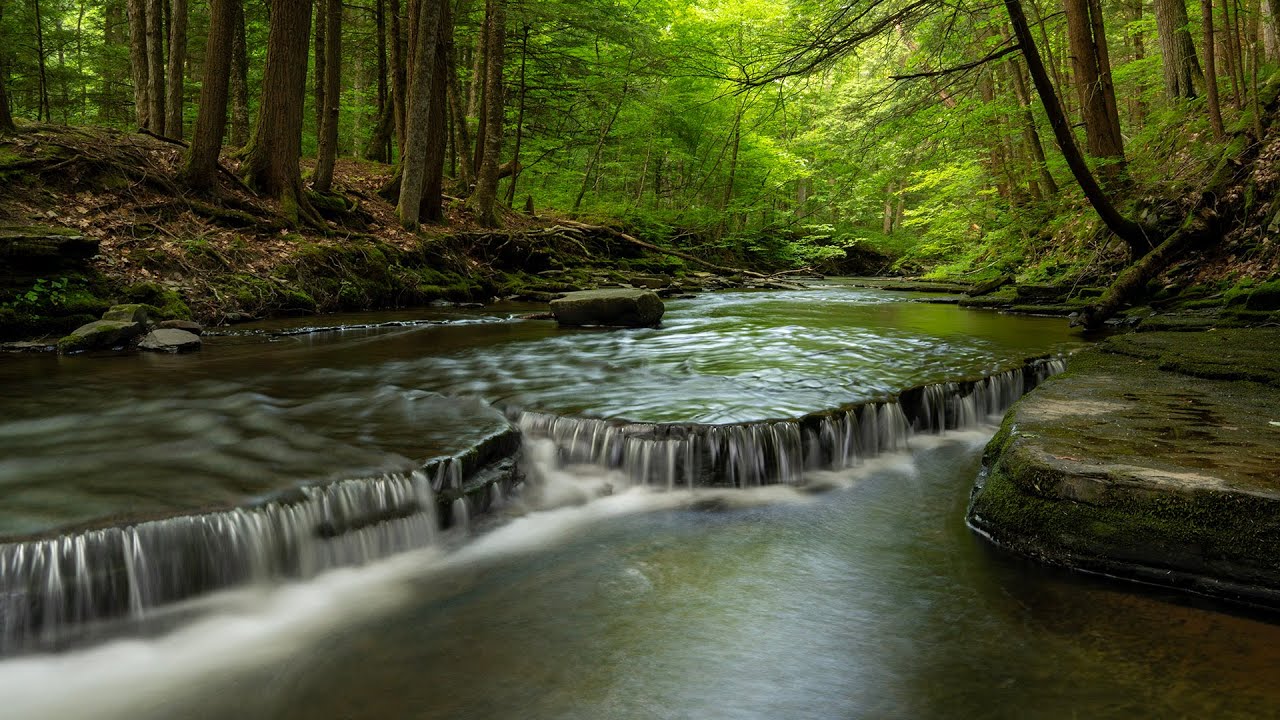 4K Summer by the Creek | Calming Nature Sounds for Relaxation, Sleep & Meditation (1 Hour)