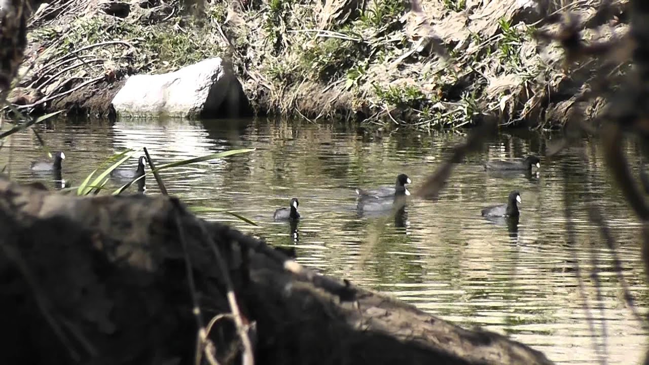 .22 Benjamin Trail NP Duck Hunting