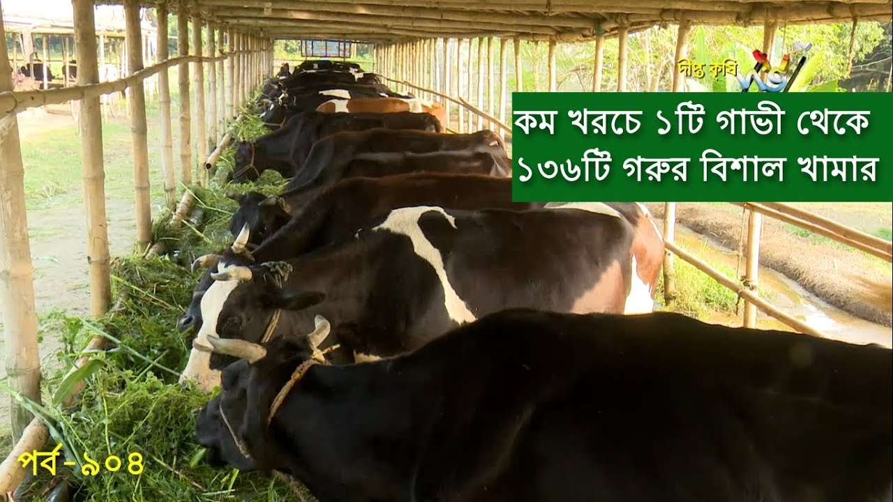 Deepto Krishi/দীপ্ত কৃষি- কম খরচে ১টি গাভী থেকে ১৩৬টি গরুর বিশাল খামার |পাবনা | deepto tv