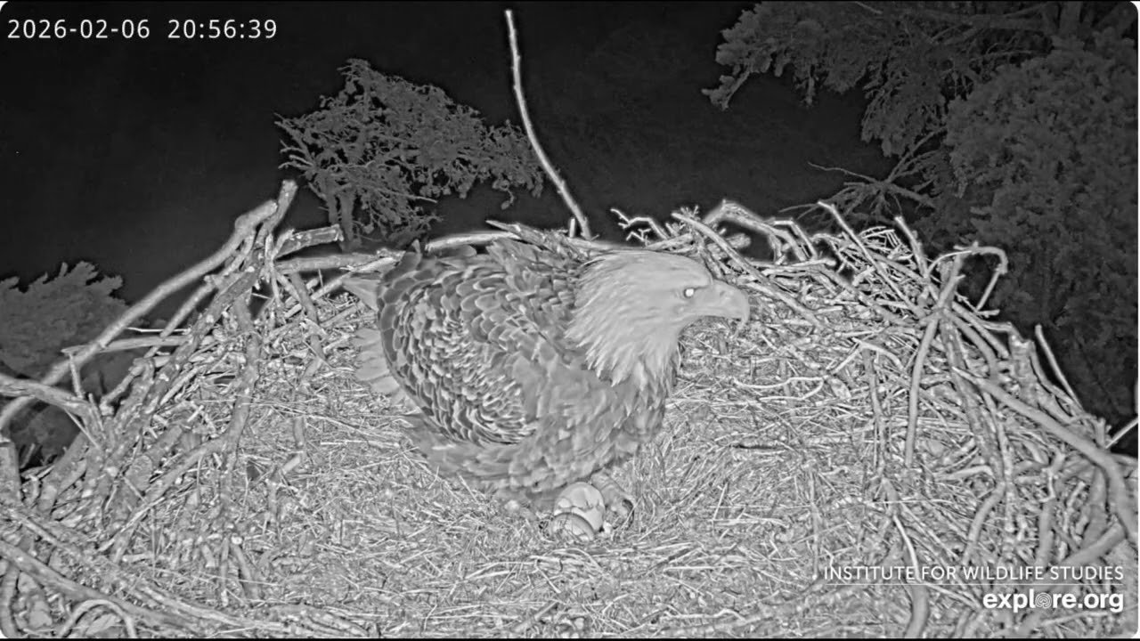 Audacity's third egg breaks two and a half hours after being laid😪💔 Explore Birds Bats Bees