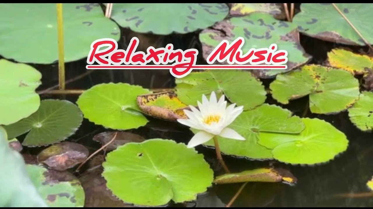 Relaxing Music 🌿 Calming Music to Stop Overthinking , Stress Relief & Deep Sleep