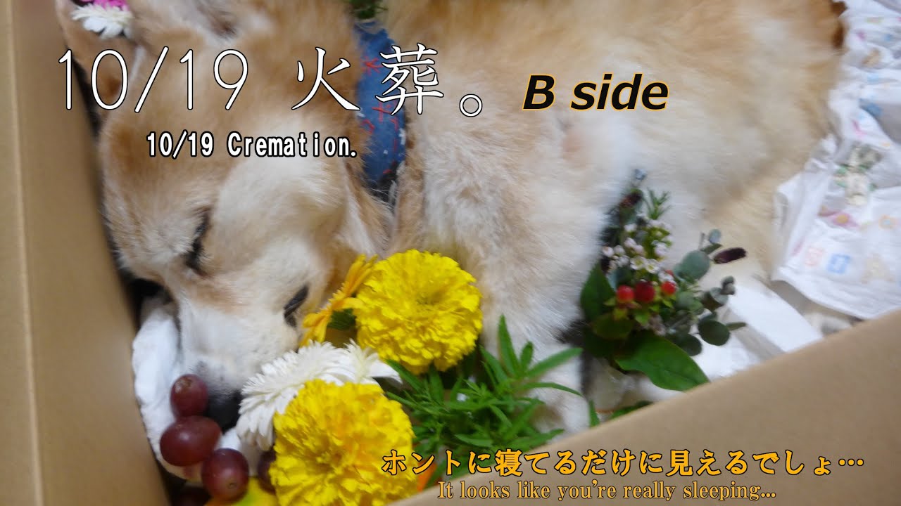 ポポ火葬。Cremation of my dog.  B side
