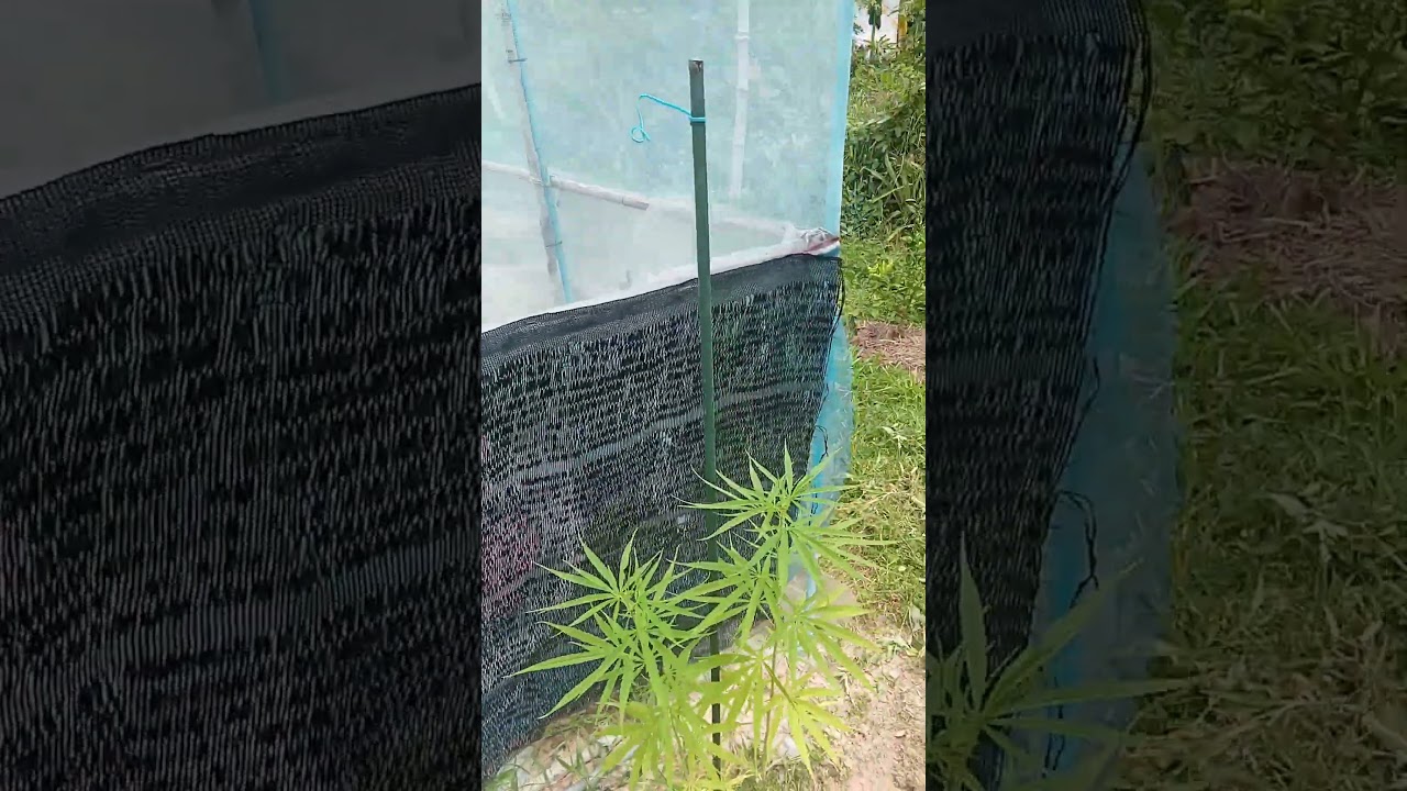 growing indigenous cannabis strains in Thailand. #thailand #thaistyle #plant  #sativa  #gardening