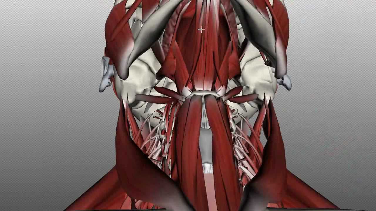 Neck Muscles Anatomy - Anterior Triangle - Part 1