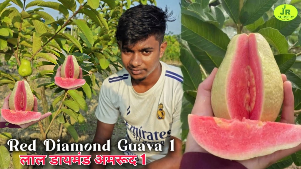 Red Diamond Guava 1 Plant || New Varieties Guava Information ' Contact (7319025592) 