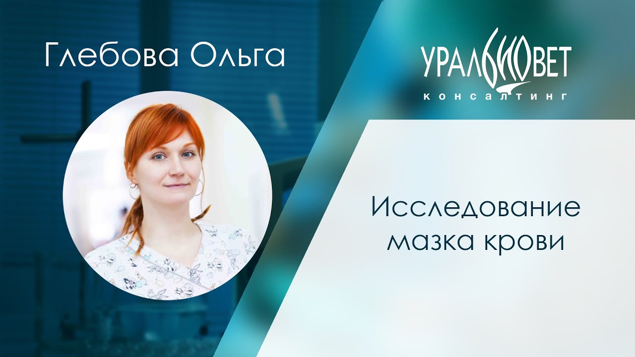 Исследование мазка крови. Глебова Ольга #убвк_лабораторная_диагностика #убвк_гематология