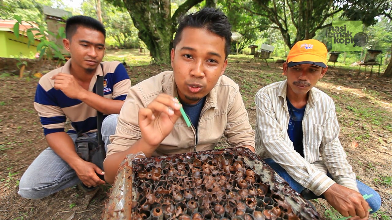 Kembara Ilmu - Kenali Lebah Kelulut