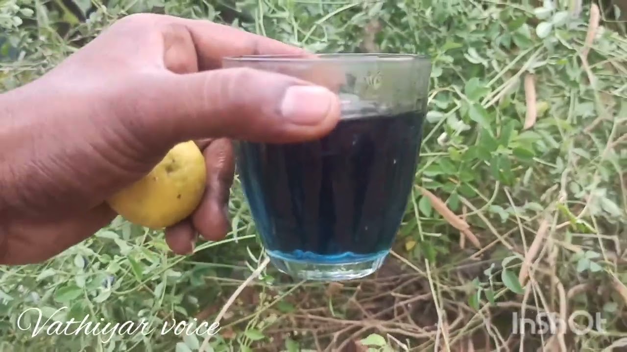 asian pigeon wings flower tea
