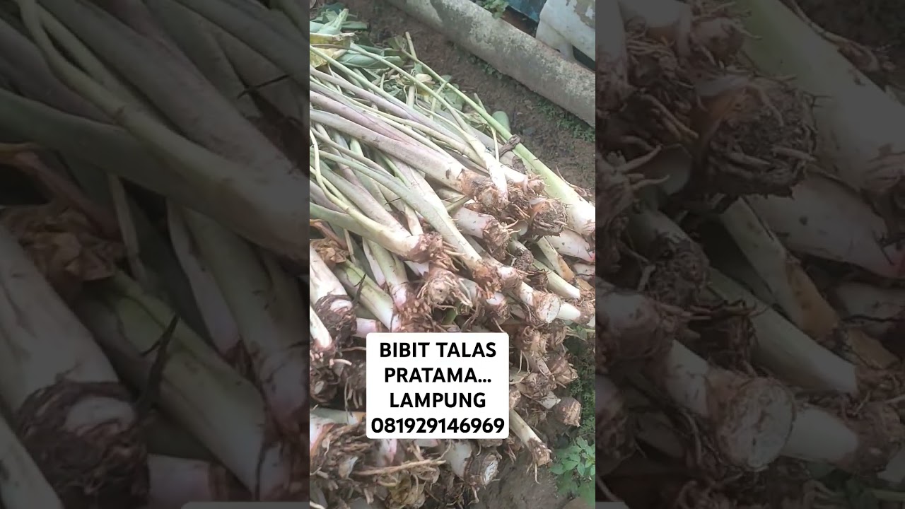 BIBIT TALAS PRATAMA..PETANI LWMPUNG