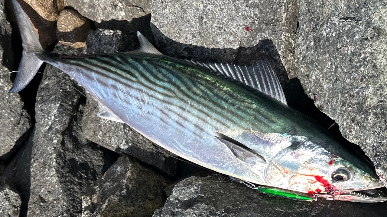 Bonito Blitz at Cape Cod Canal. Catch & Cook “PRETTY” excited to hook on this “BONITO
