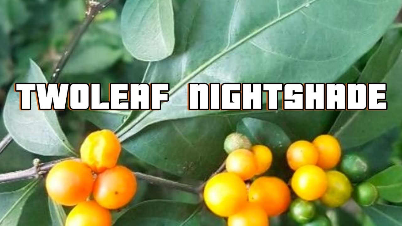 TWOLEAF NIGHTSHADE #plants #nature #gardening #garden #fruit 