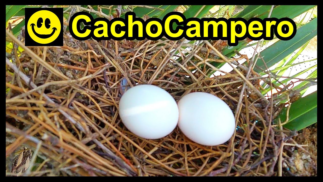 Huevos de Tórtola: Nacen, se alimentan y vuelan del nido por primera vez 🥚🐣🕊️ ¡Lo muestro todo! 💖😍
