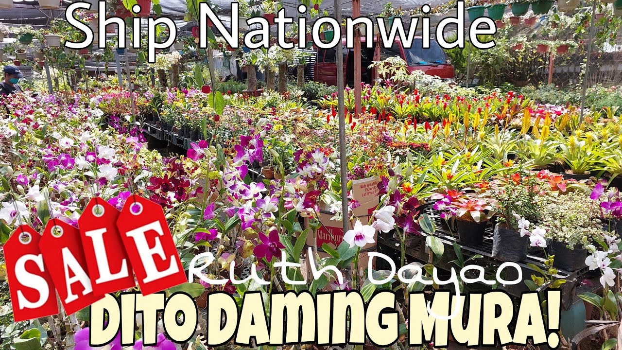 Sale ! Sale! sa Ruth D. Garden #flowers #plants #evo #garden #sale