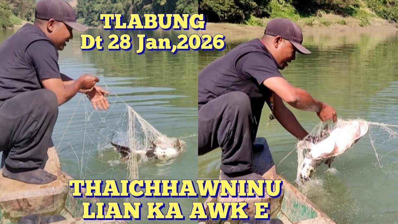 Ekhai, Thaichhawninu lian/hrawl zet ka awk lehta ruau mai le.(Big Goonch Catfish)