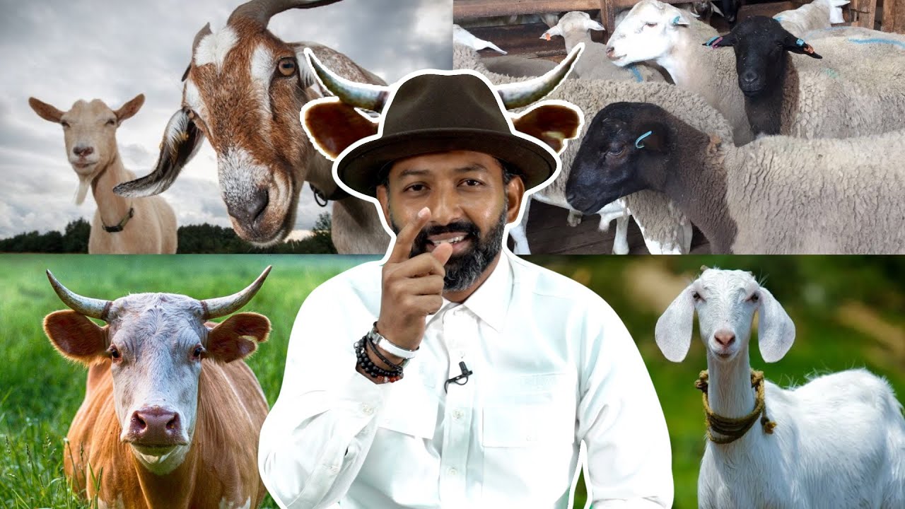 Kenapa Orang Malaysia Suka Korban Lembu Je?