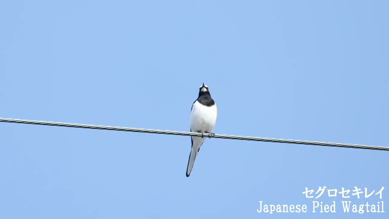 セグロセキレイの囀り