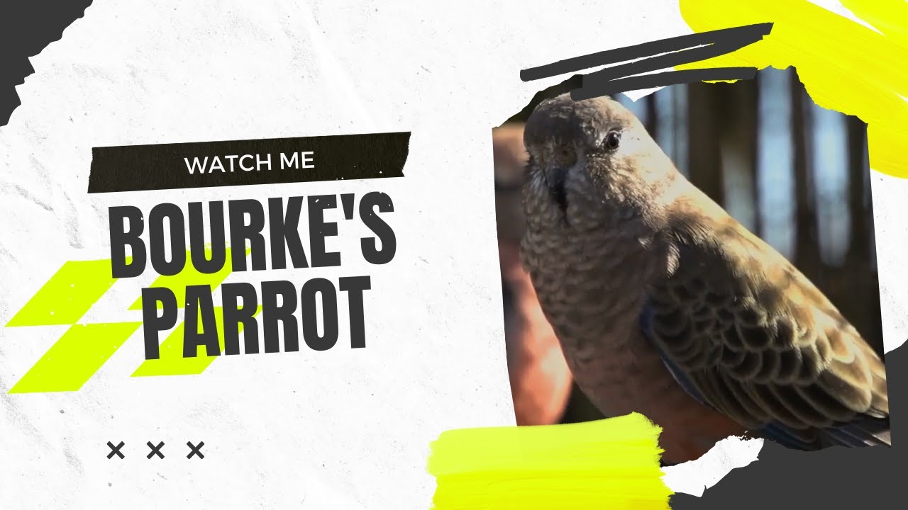 Bourke&rsquo;s Parrot &ndash; The Quiet Beauty of the Parrot World! 🦜🌅