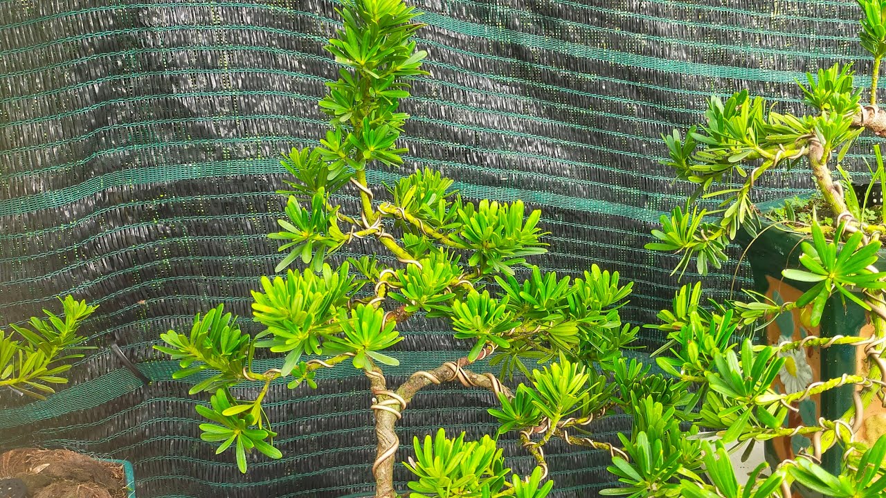 BONSAI MINI 0934229986