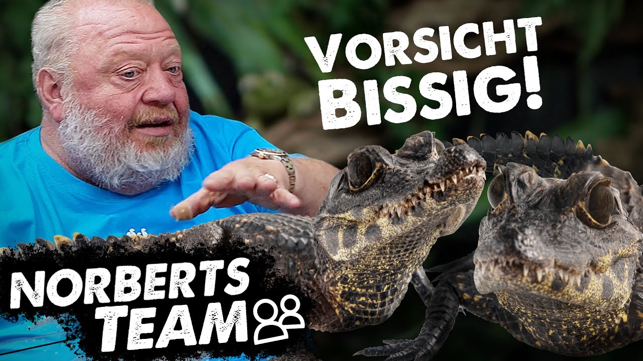 Bitte löschen | NORBERTS TEAM | Zoo Zajac