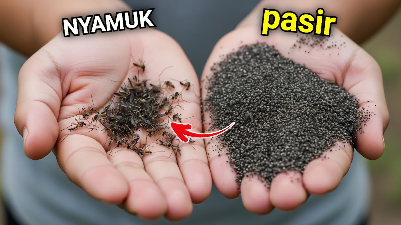 KENAPA TIDAK DARI DULU‼️Ratusan Nyamuk langsung tewas SEKETIKA