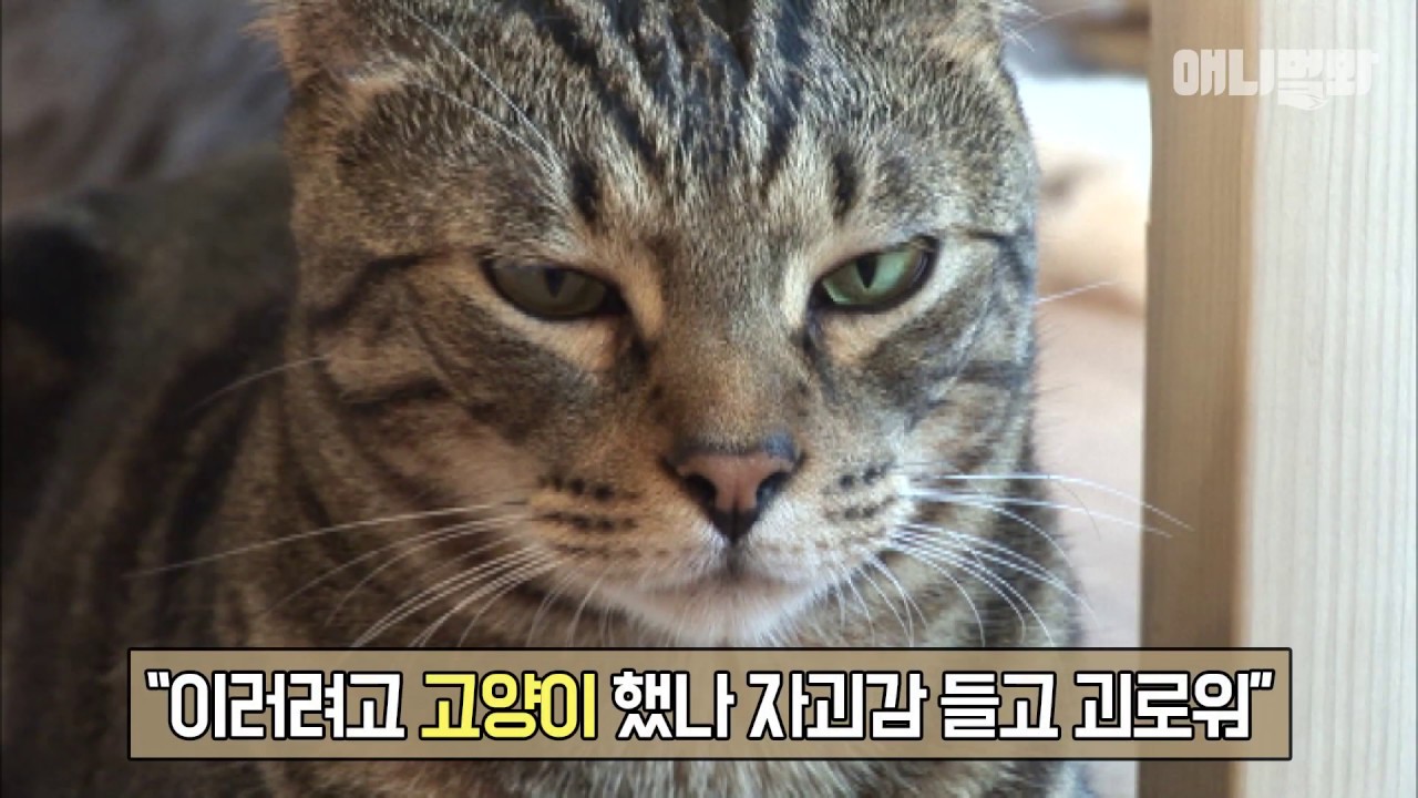 (7초 주의) 자기가 냥통령인줄 아는데 진짜 실세는 따로 있음...