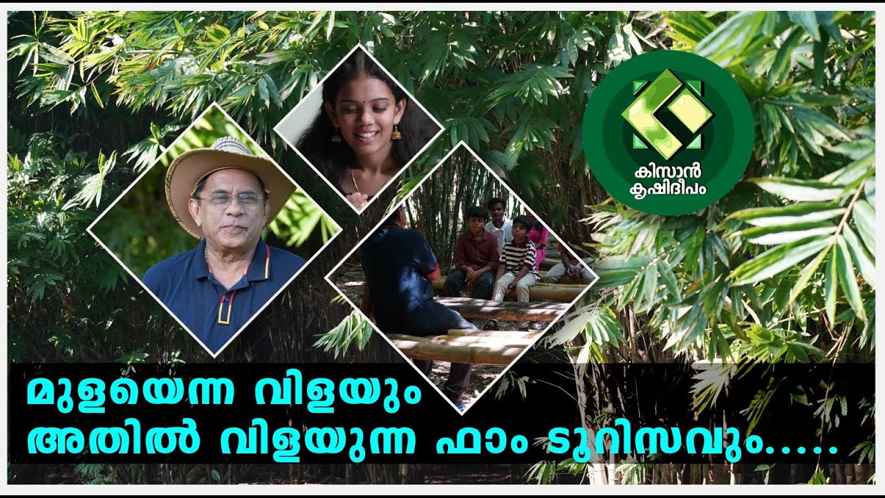 Kissan Krishideepam Episode -1091 Bamboo as a crop, but it yields farm tourism