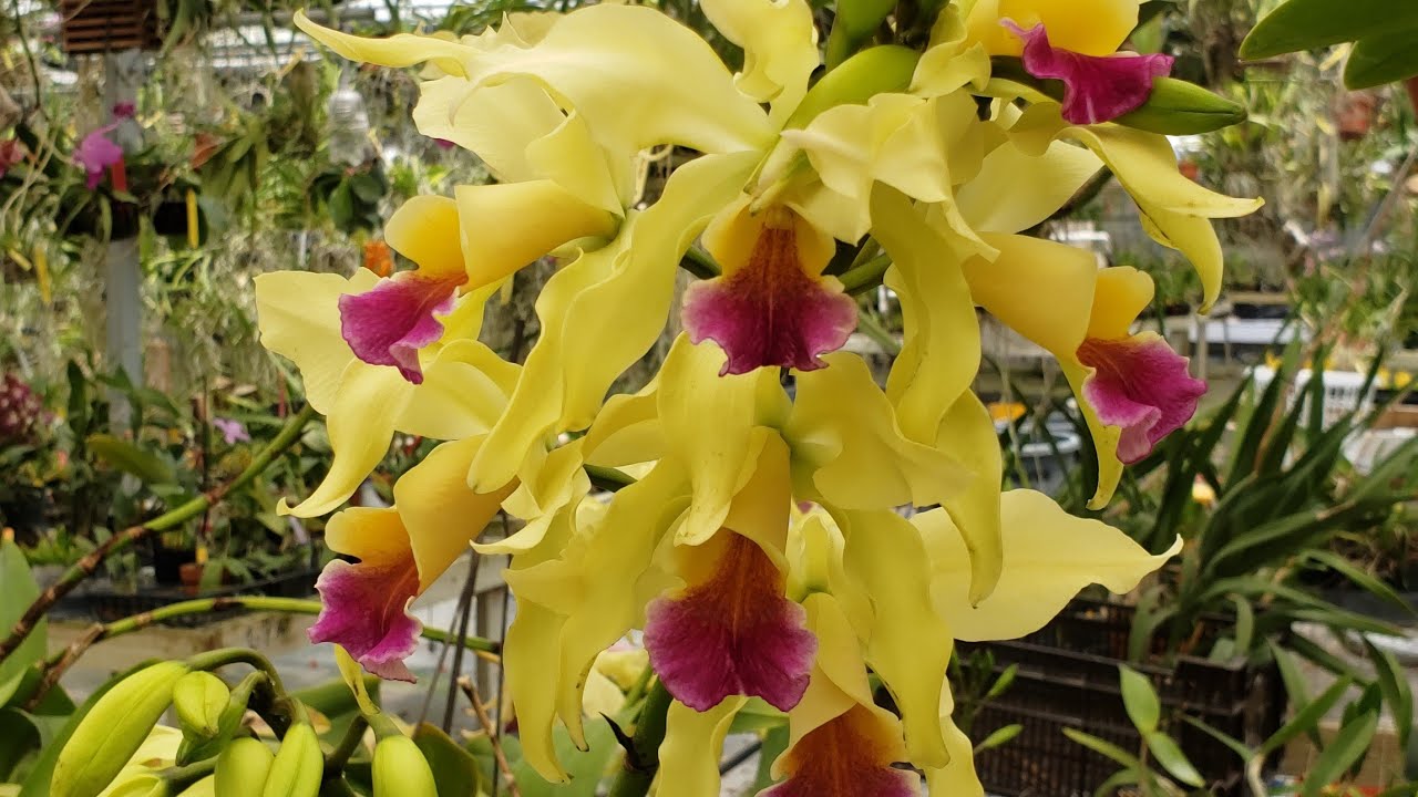 FLORIDA SUNCOAST ORCHIDS TOUR, MAY 2022