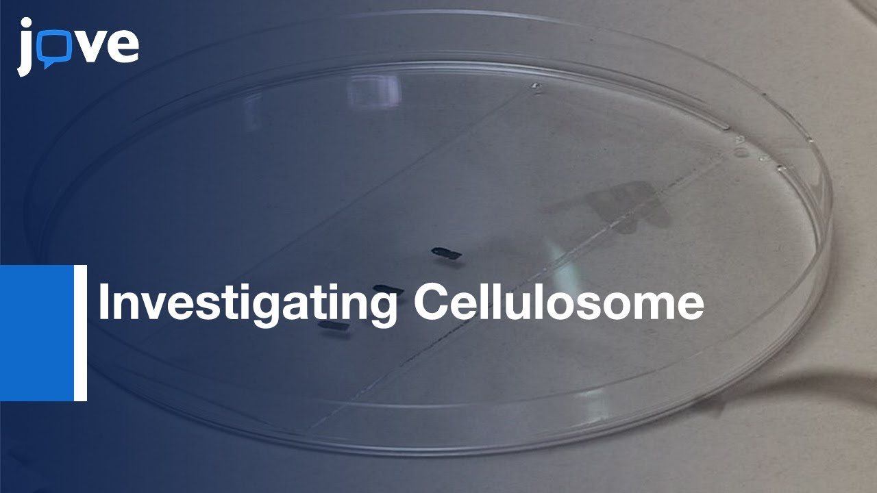 Receptor-ligand Systems Of Cellulosome: AFM-based Force Spectroscopy