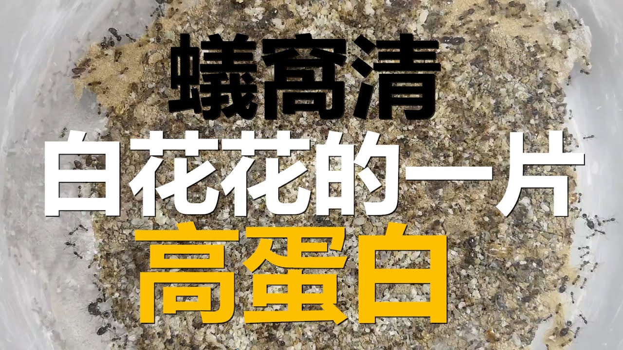 【请叫我BOSS】蟻窩清，白花花的一片高蛋白！Dig ant nest