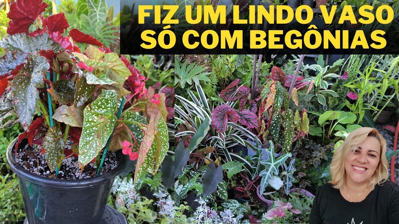 arranjo em vaso cheio de Begônias lindas e coloridas - dica - substrato - rega - cultivo de Begônia