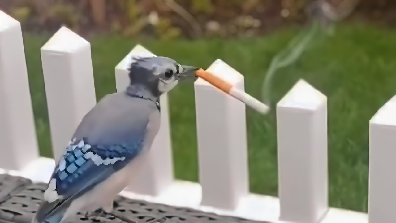 UNUSUAL MEMES COMPILATION V319