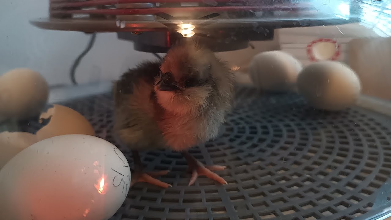Crevecour Hatching Eggs: Hatch and Chickhood 