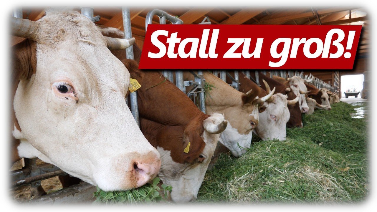 Stall zu groß für die Kühe? | Milchvieh Doku: Kuh bis Käse. Mehr Tierwohl? So geht es richtig!