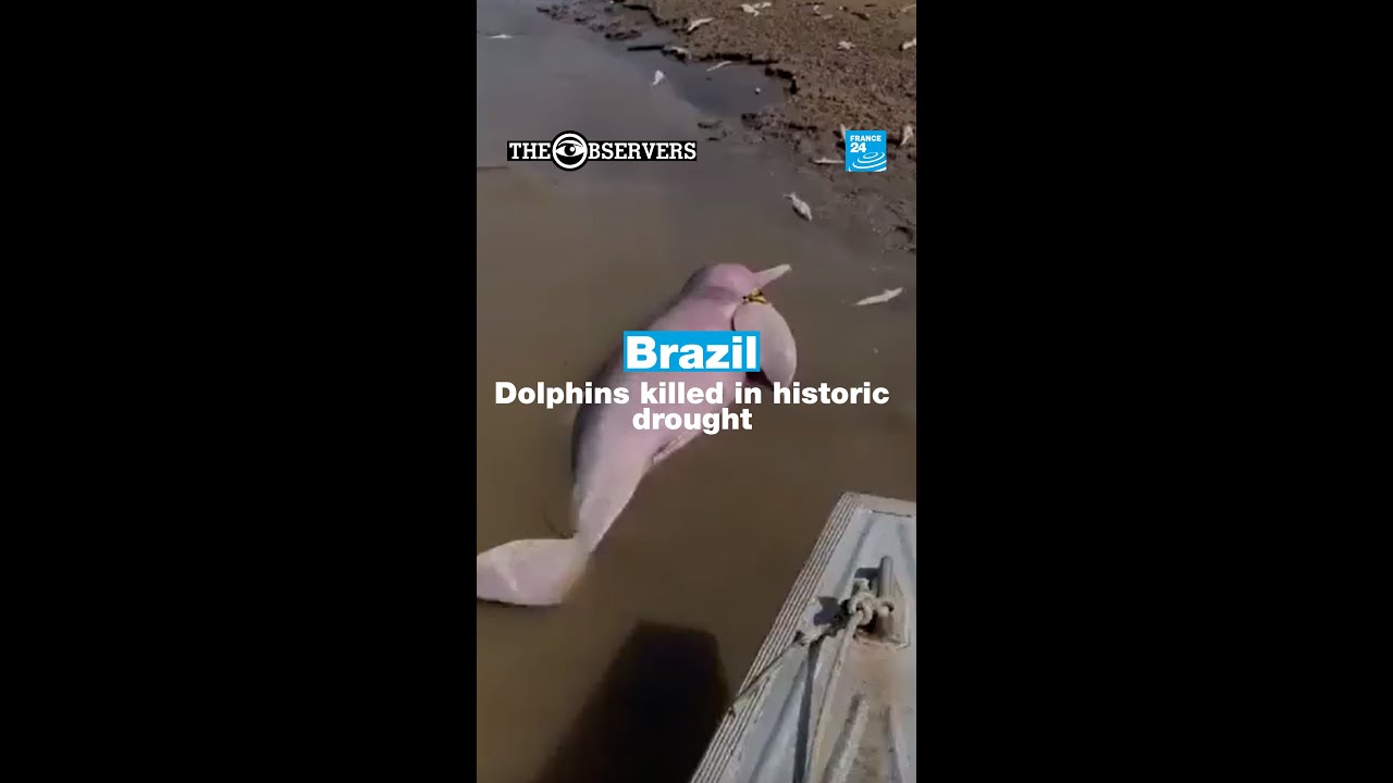 Historic drought killing river dolphins in the Brazilian Amazon | The Observers | FRANCE 24