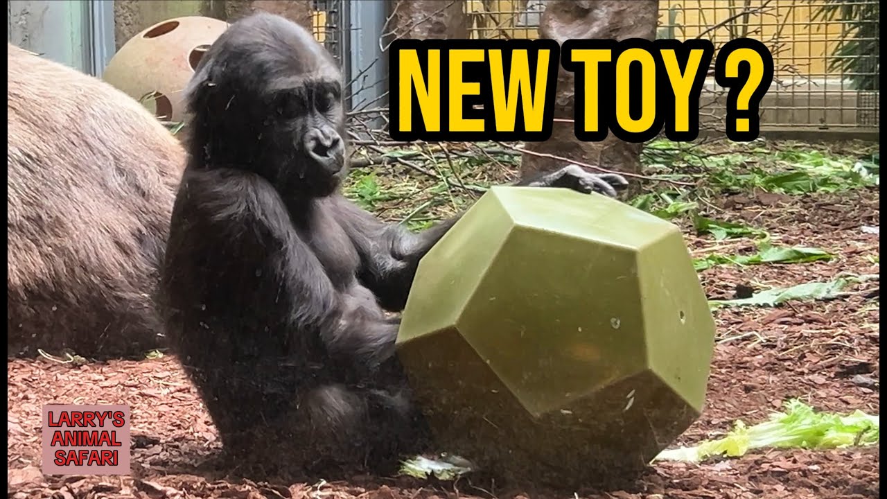 Джамила отдыхает на спине Фредрики 🦍 Милые моменты с гориллами #гориллы