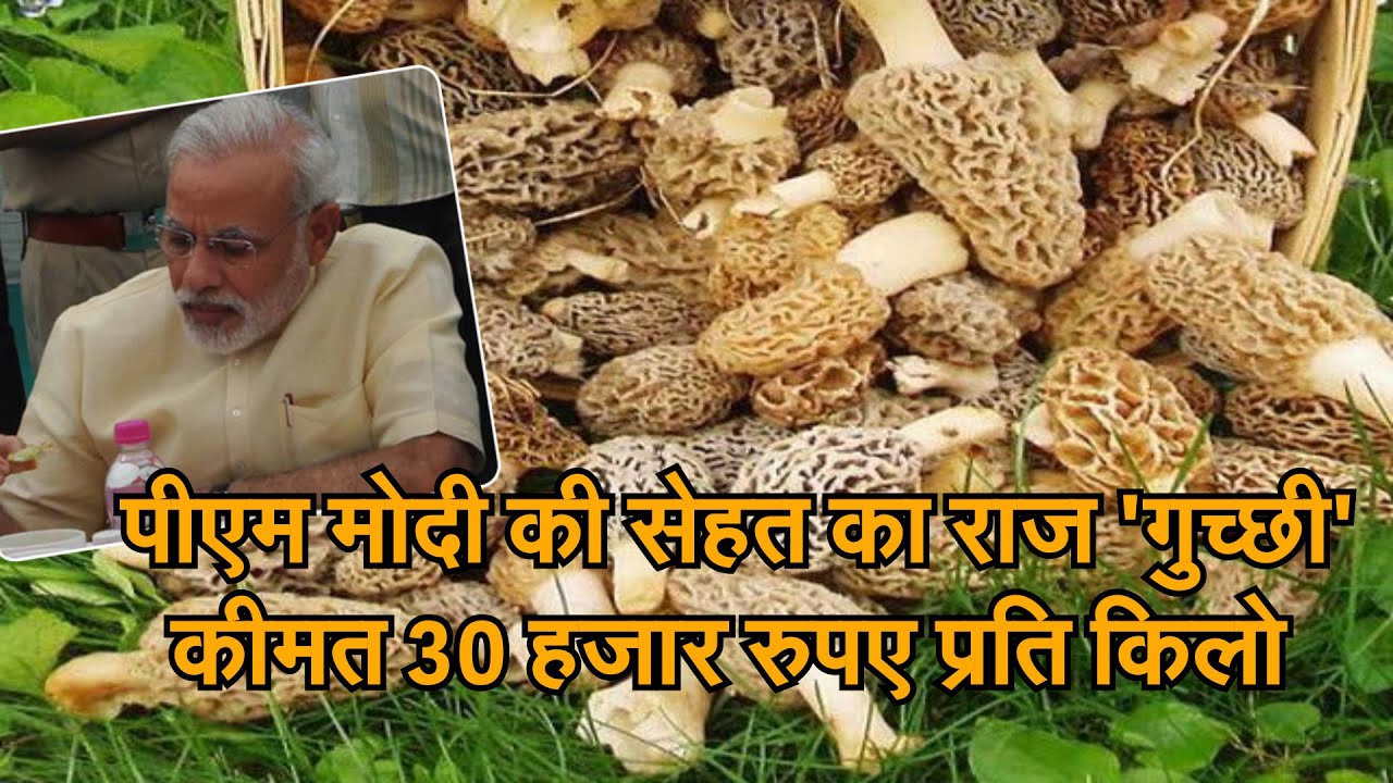 पीएम मोदी की सेहत का राज है गुच्छी, कीमत 30 हजार रुपए प्रति किलो