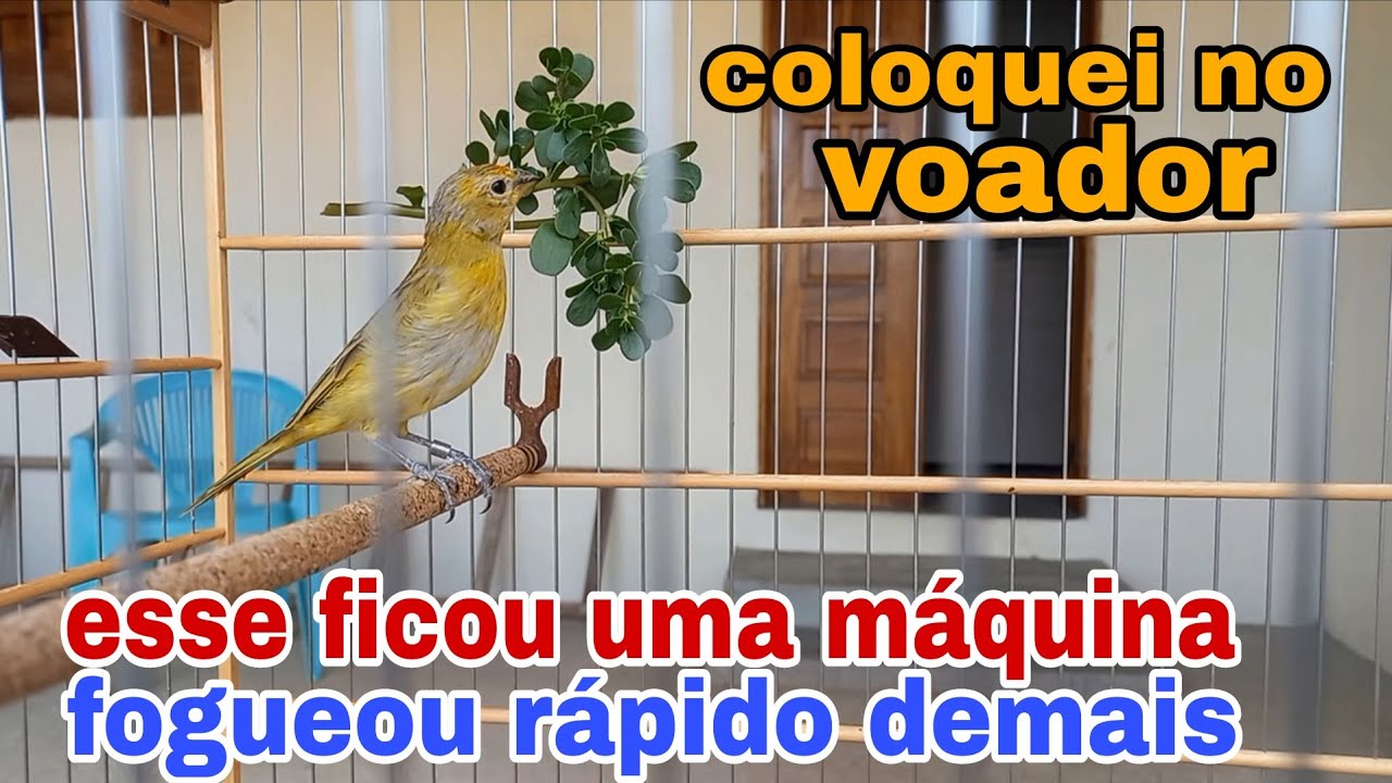 Em uma semana de manejo esse canário da terra ficou uma máquina. 
