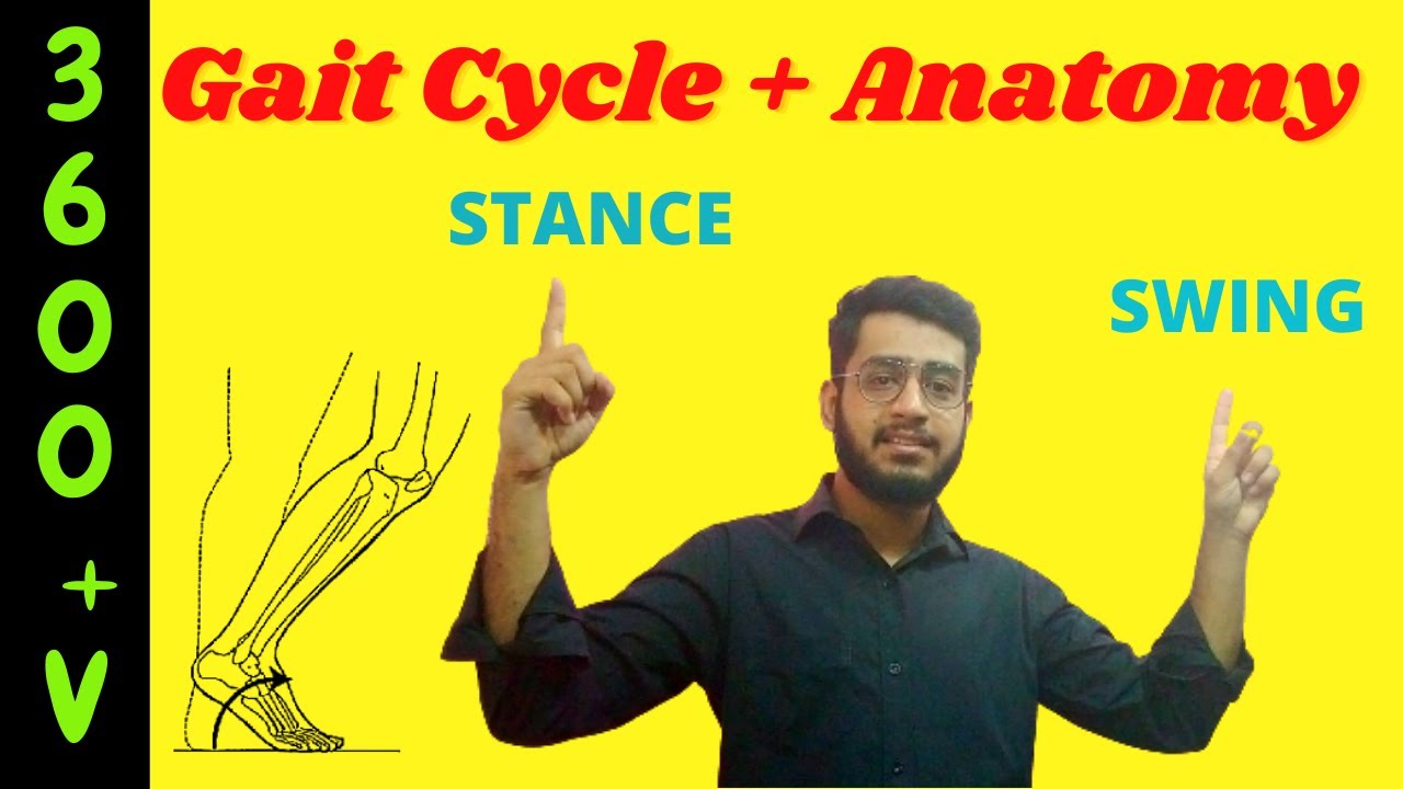 Gait Cycle and muscle anatomy | muscle activity during walking in (hindi/urdu) Physio mentor