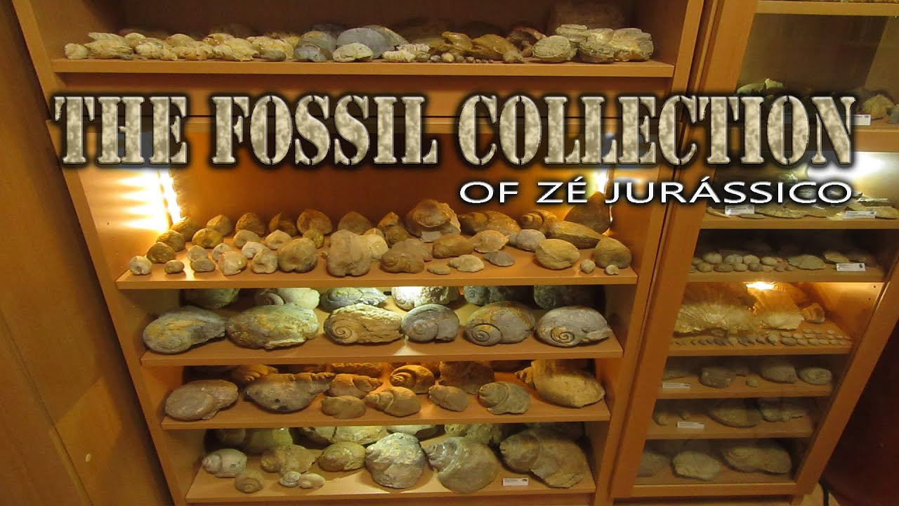 The Fossil Collection of Z&eacute; Jur&aacute;ssico