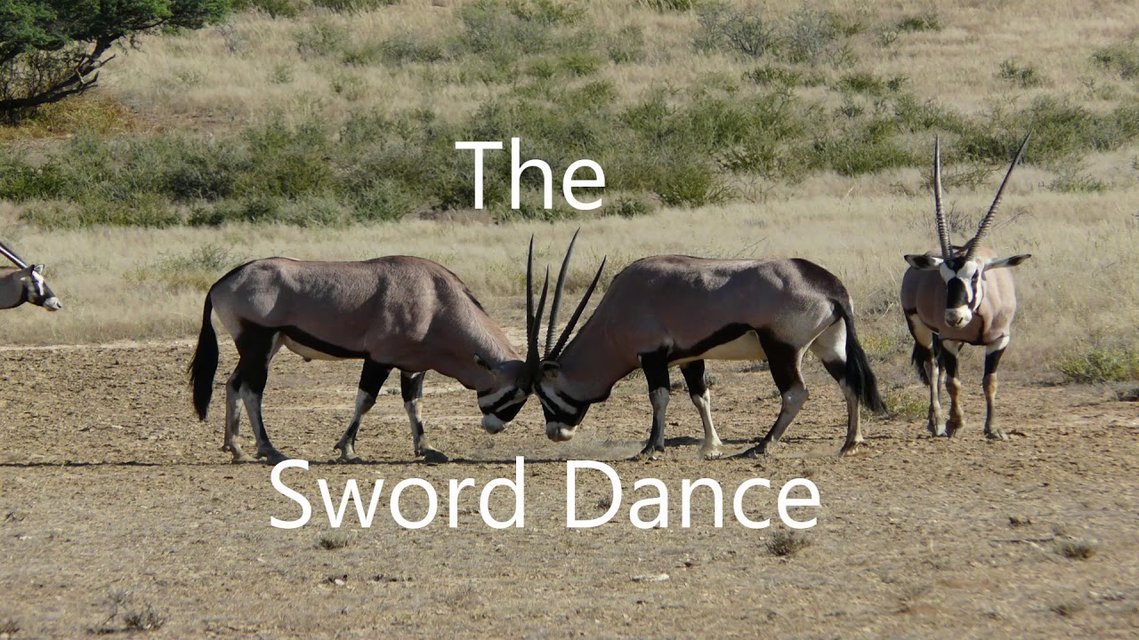 333 DANCING IN THE kGALAGADI (Cecile Perold)