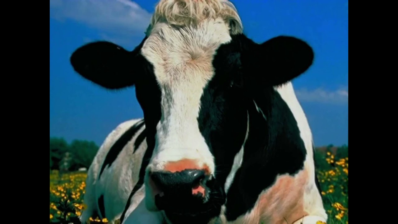 Cow Moo SFX
