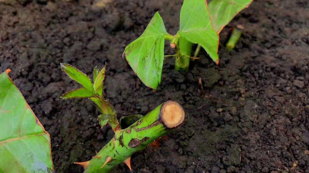 ЛЕТНЕЕ ЧЕРЕНКОВАНИЕ РОЗ!!! 2 недели спустя