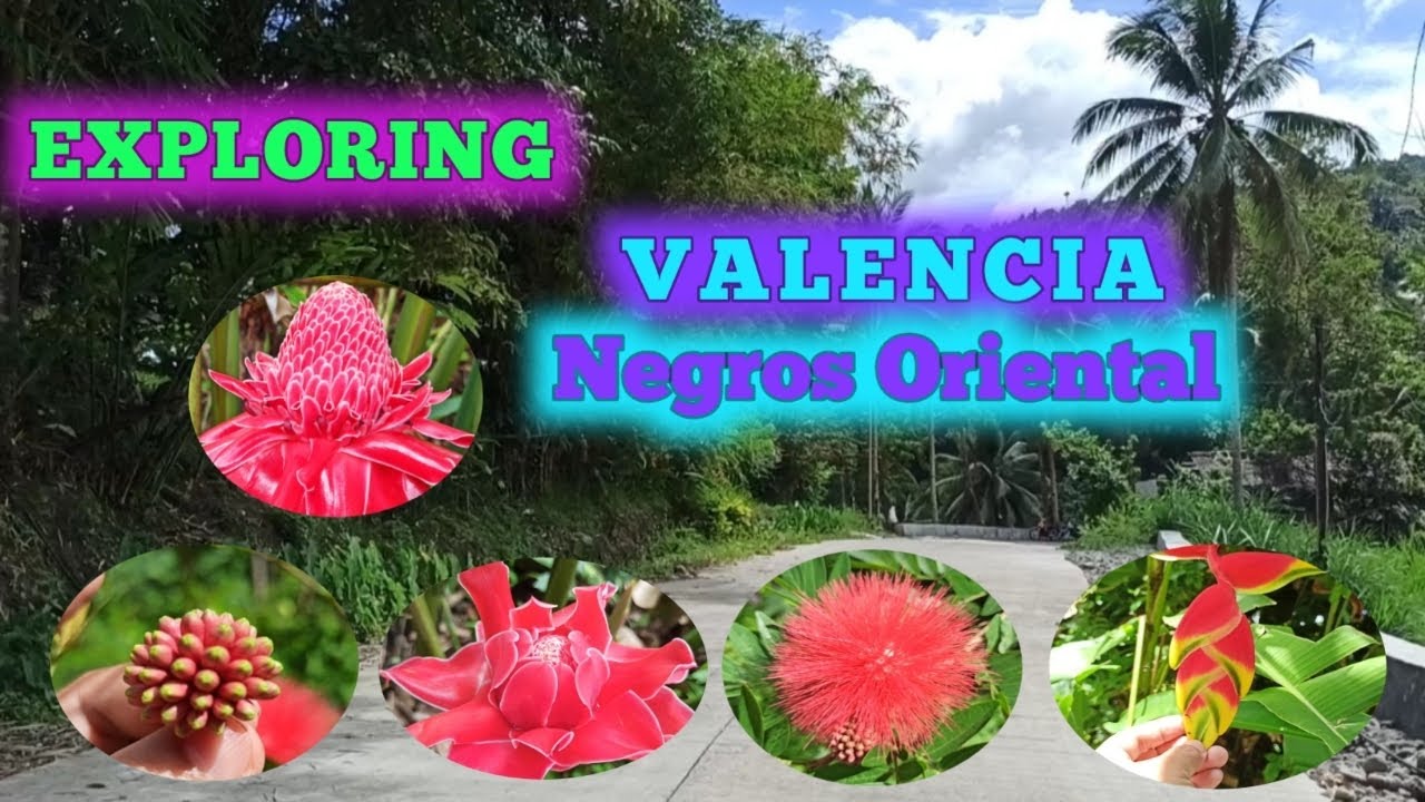 Valencia's Hidden Beauties #gingertorchflower #angelstrumpets #vacation