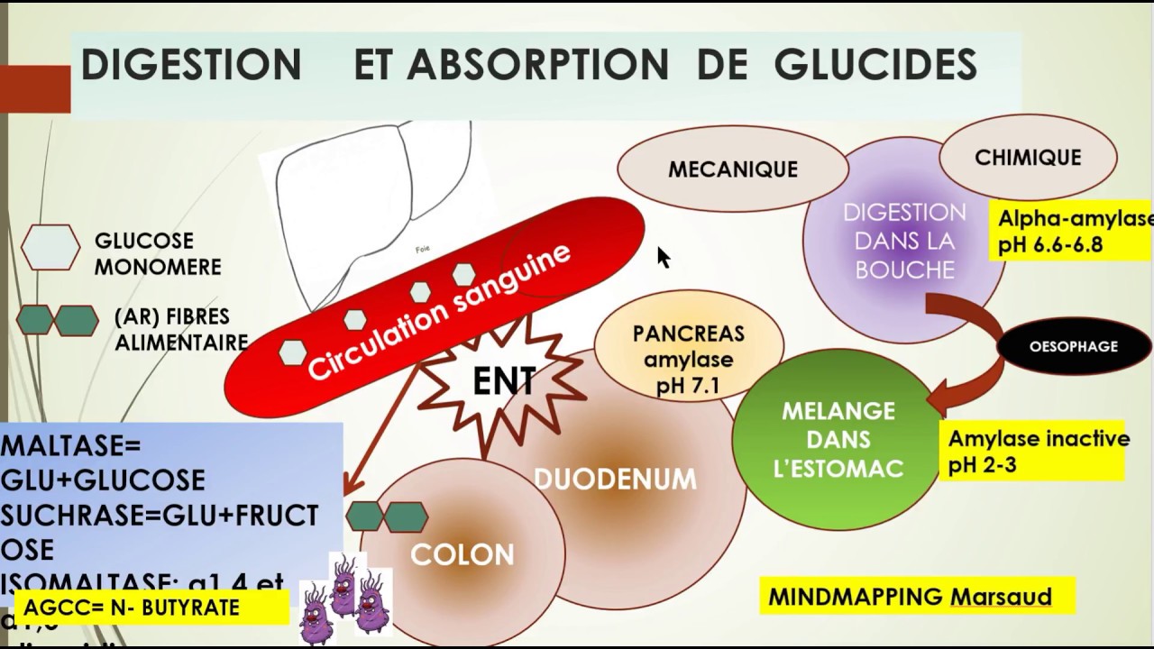 LE TRANSPORT ET L'ABSORPTION DE GLUCIDES