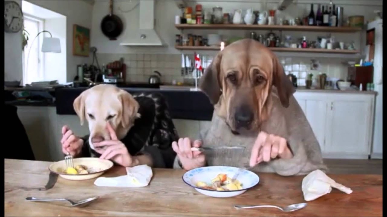 perros comiendo