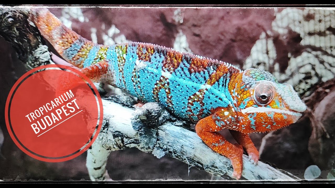 Oli - Tropicarium Budapest - zenés teljes bemutatóvideó